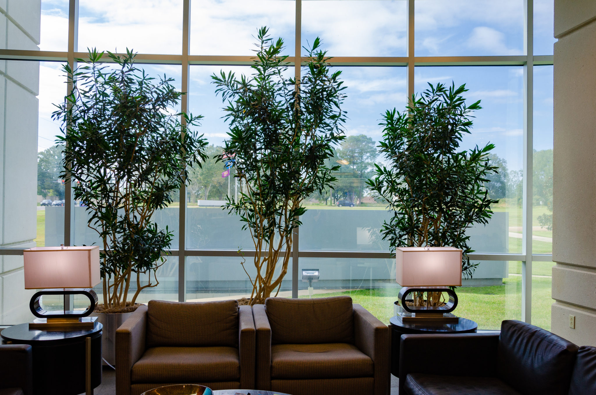 Where to Find The Best Office Plants in Baton Rouge
