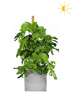 pathos plant Pothos 'Marble Queen' main image 1