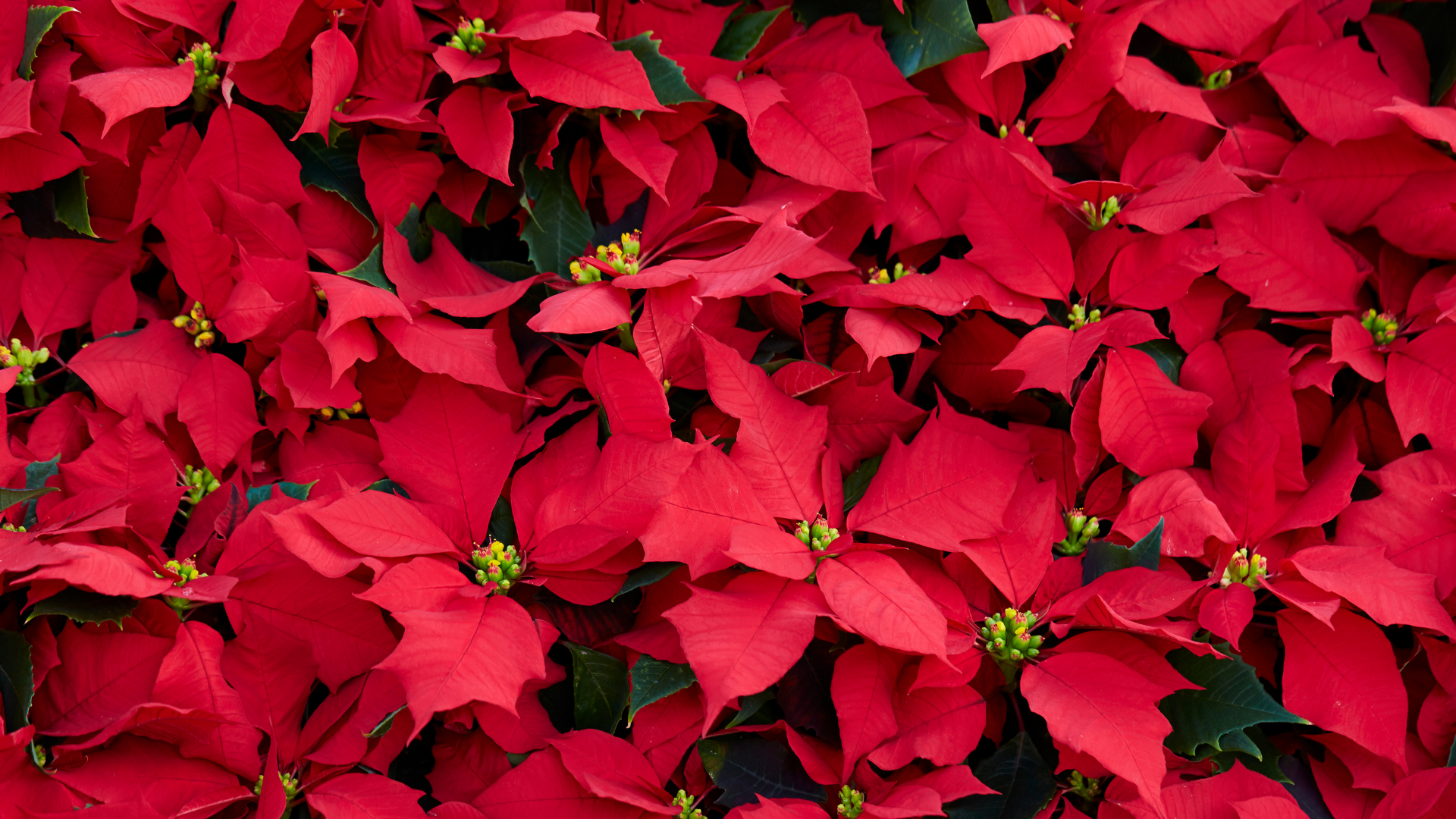 holiday plantscaping