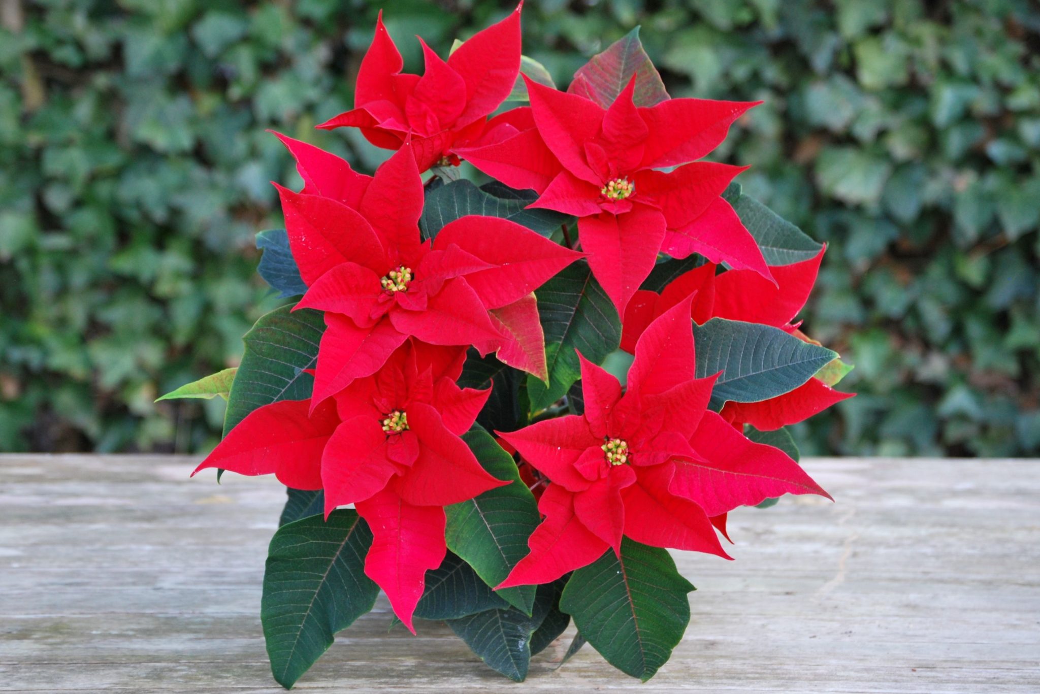 Billy Heroman’s Plant Services can make your Louisiana office merry and bright this season with a selection of popular holiday office plants.