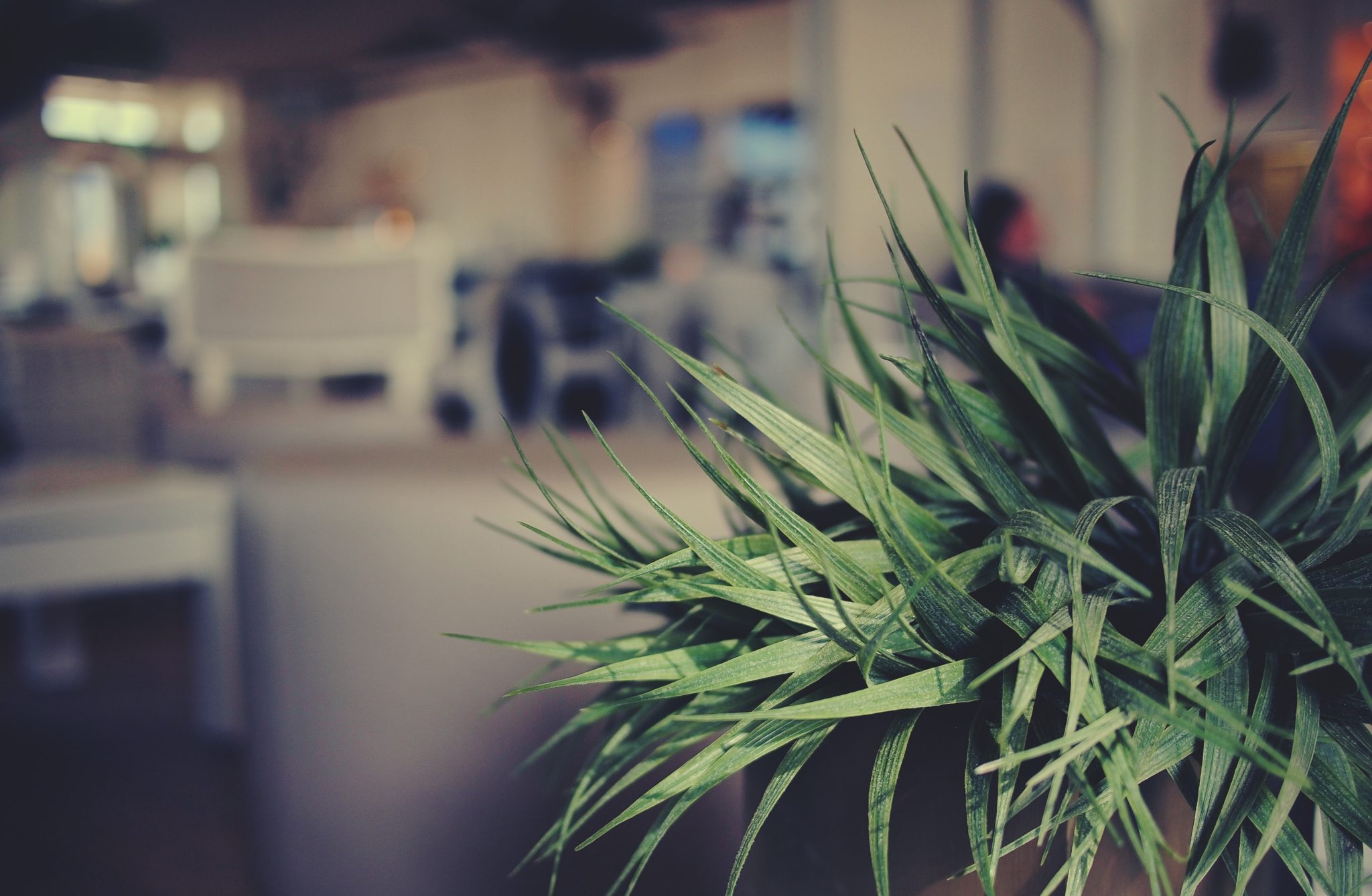 Tips for Maintaining Shreveport Plantscaping in Winter