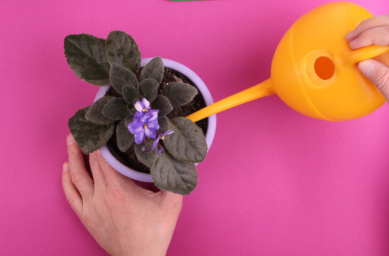 3 Reasons You Need Plant Watering Services | New Orleans