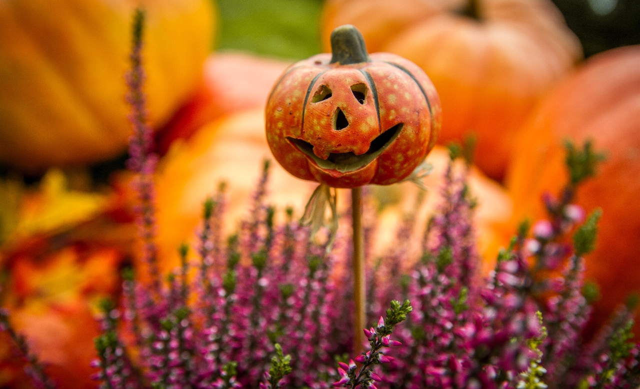 Carved pumpkin accent in a flowering purple plant with larger orange pumpkins in the background