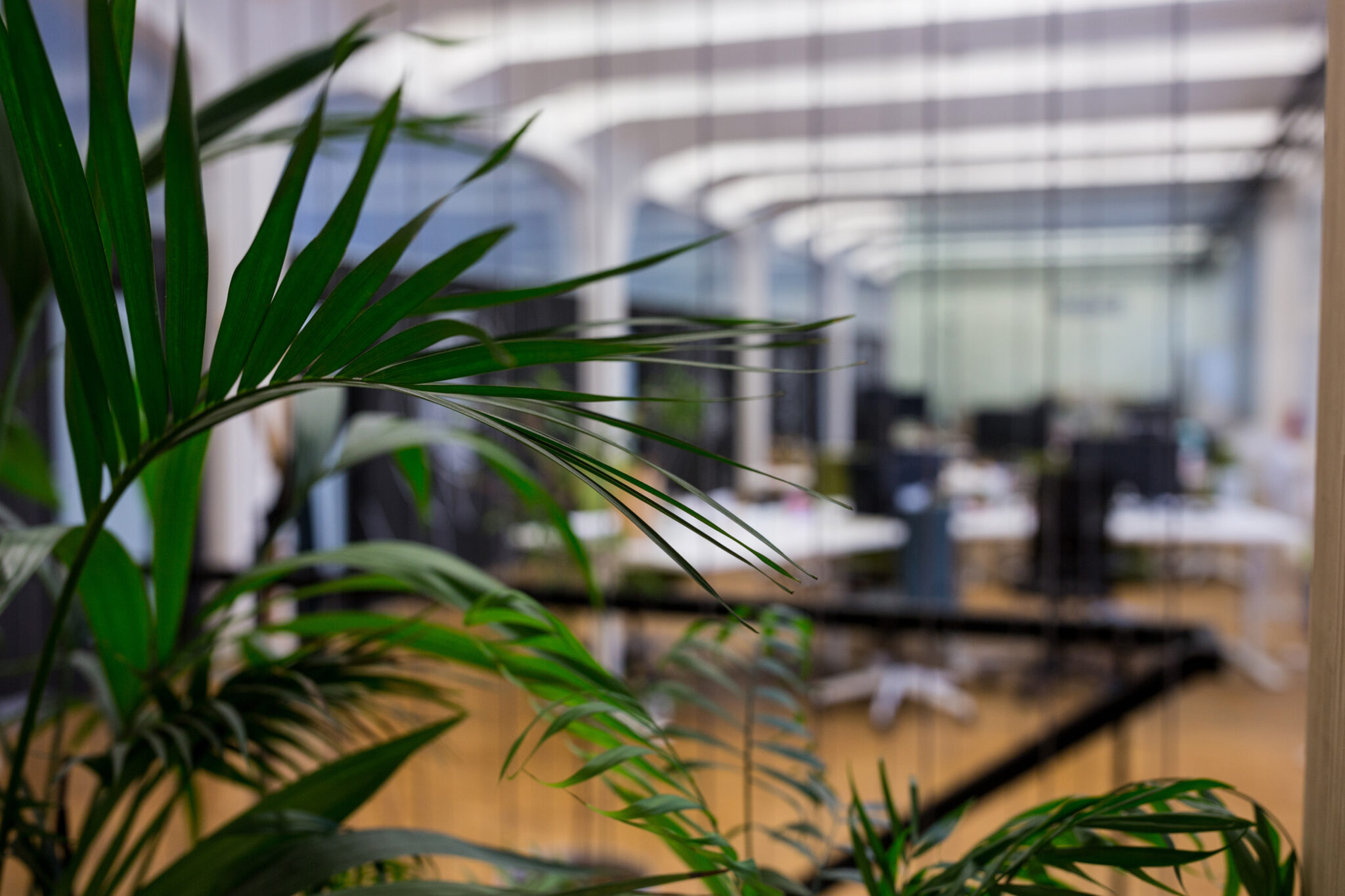 Baton Rouge plant rentals brighten this office space.