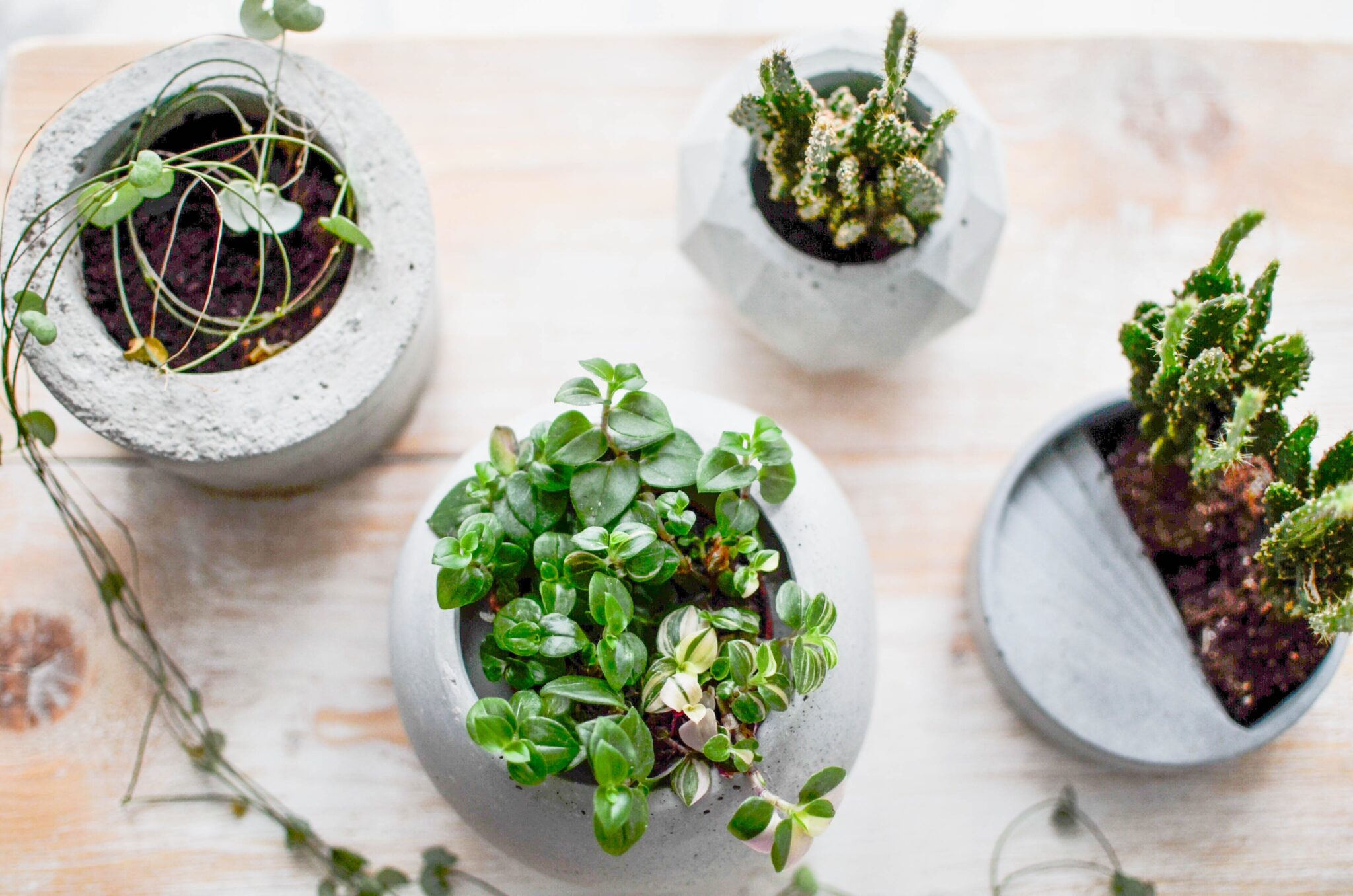 Indoor plants benefitting from plant maintenance services in Hammond