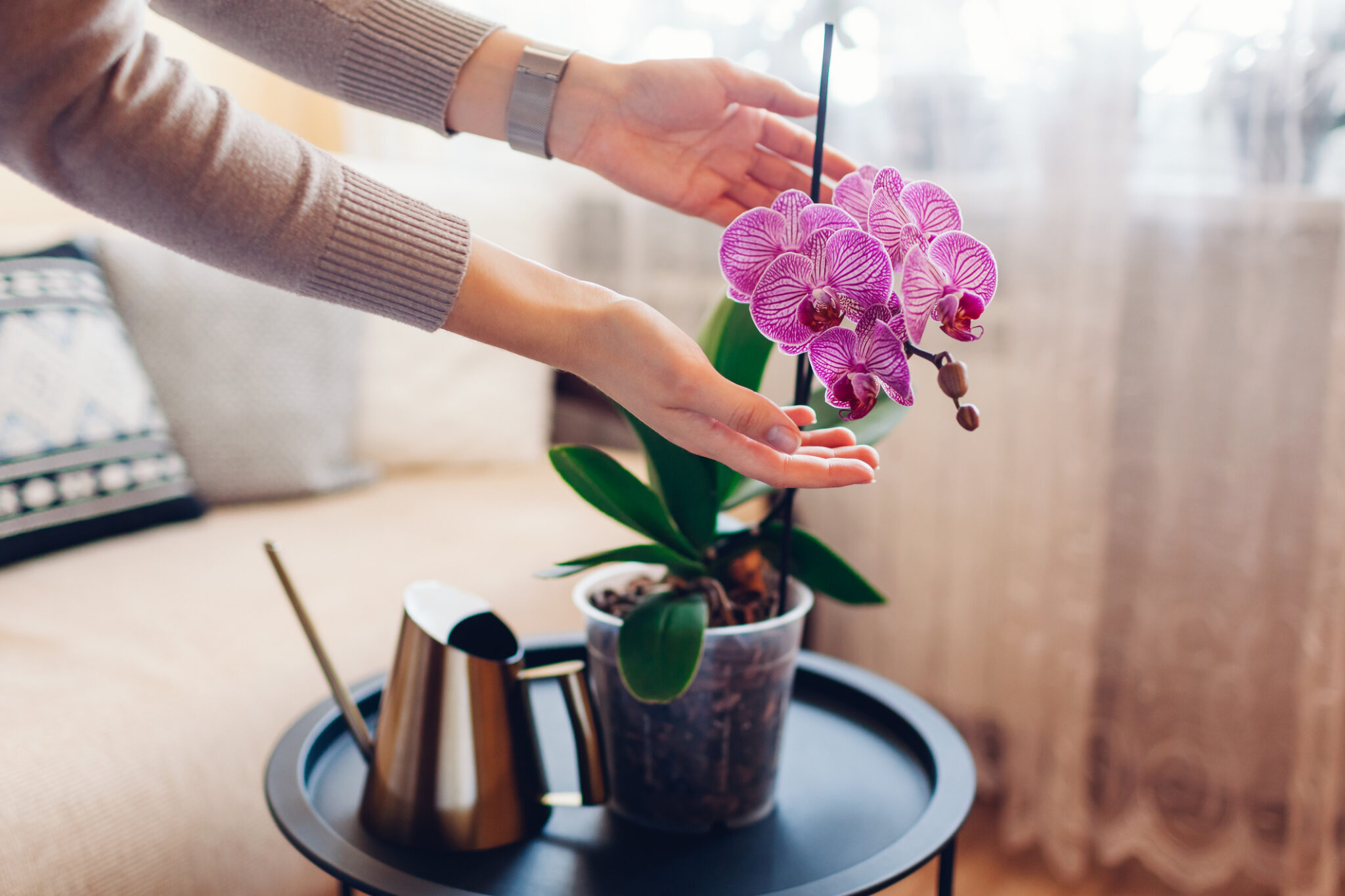 Woman caring for an orchid plant.