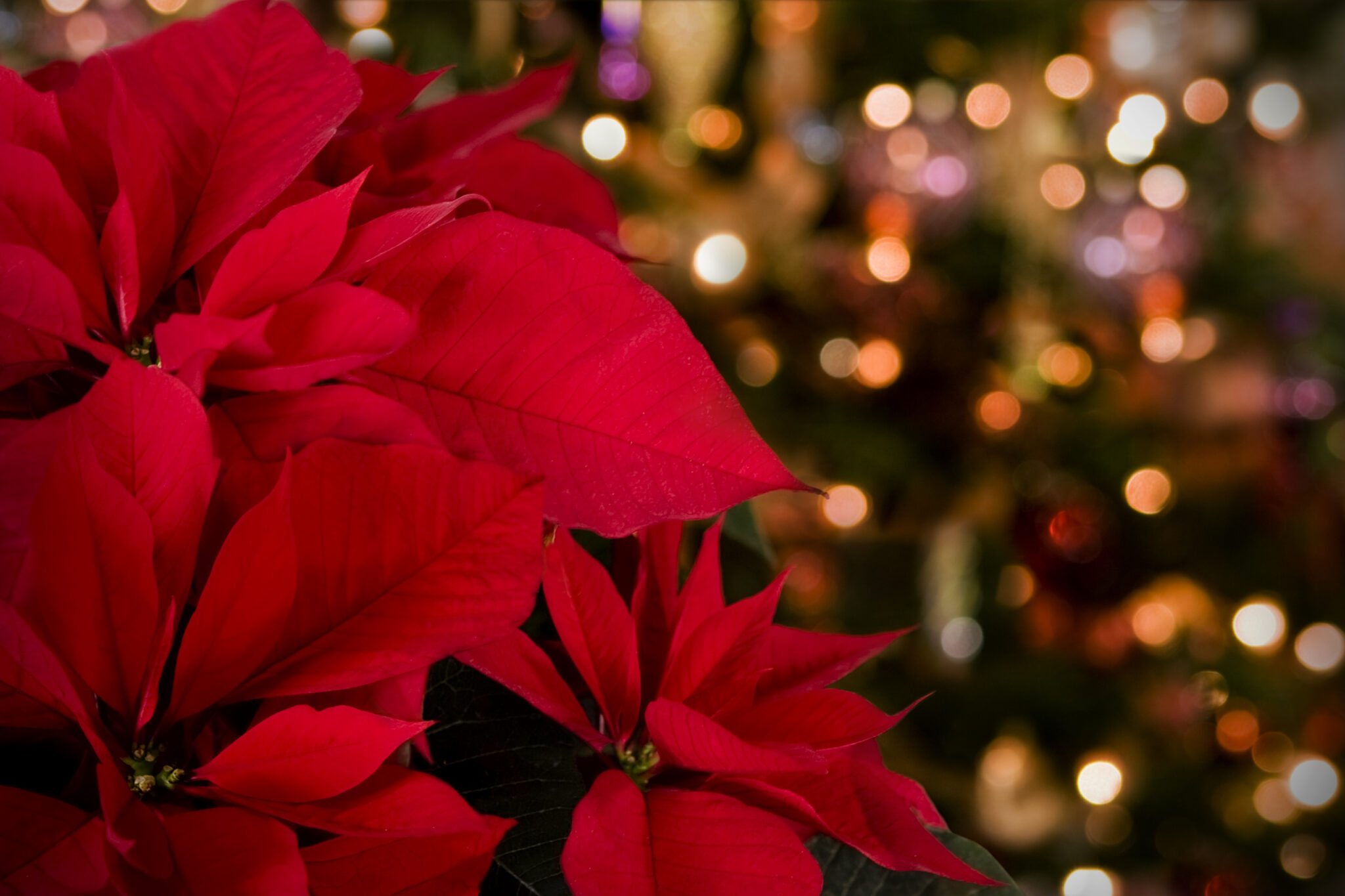 Poinsettias against defocused Christmas lights.