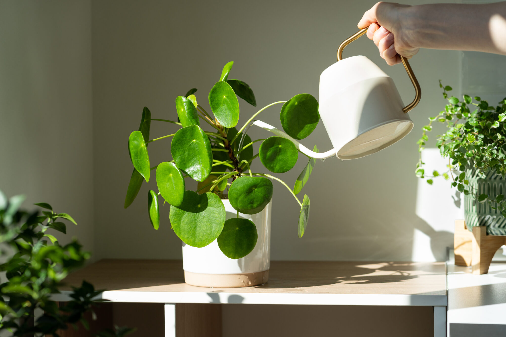 Thriving indoor office plants being watered at a Lafayette office.