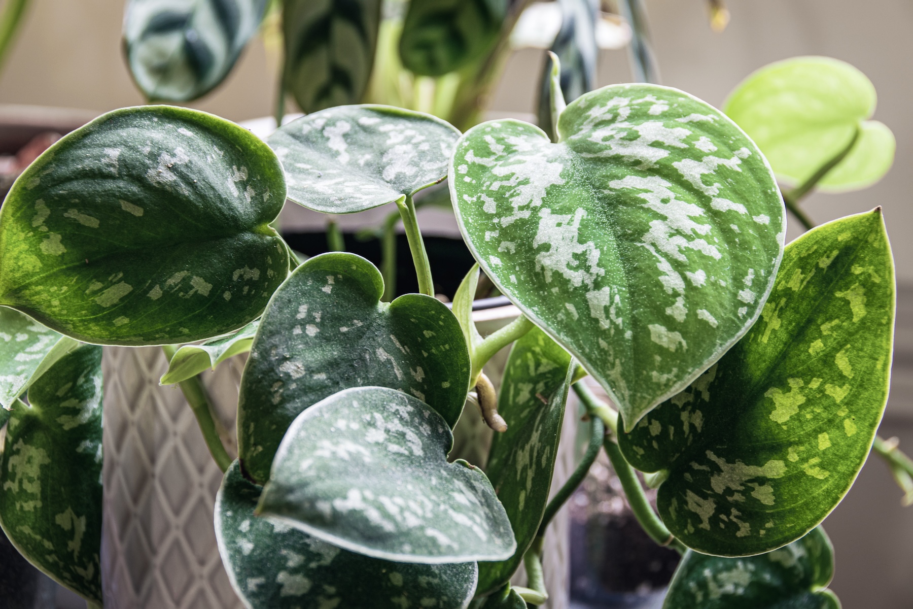 Close up of leaves on Satin pothos