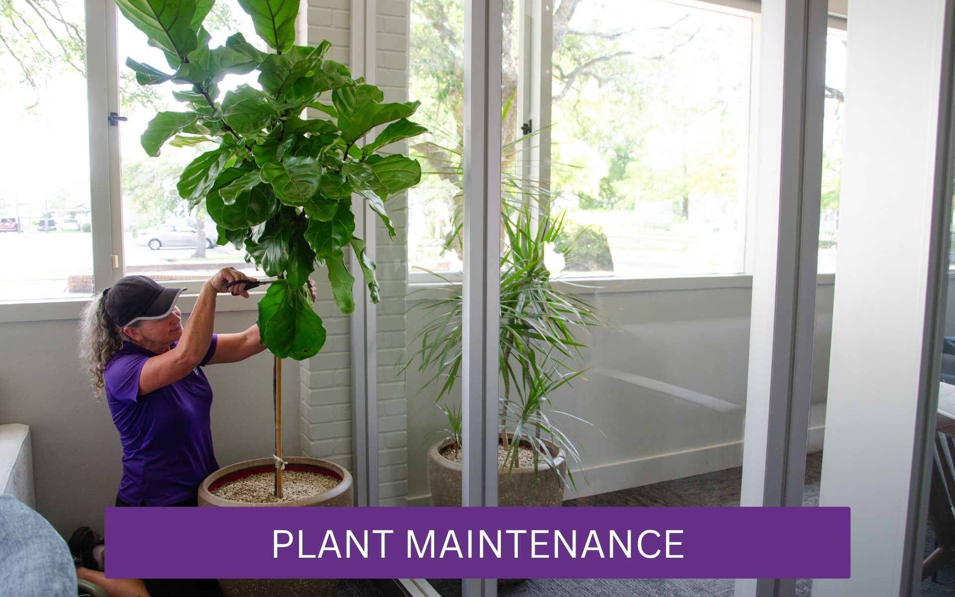 Billy Heroman's team member pruning a fiddle-fig leaf bush at a client's business.