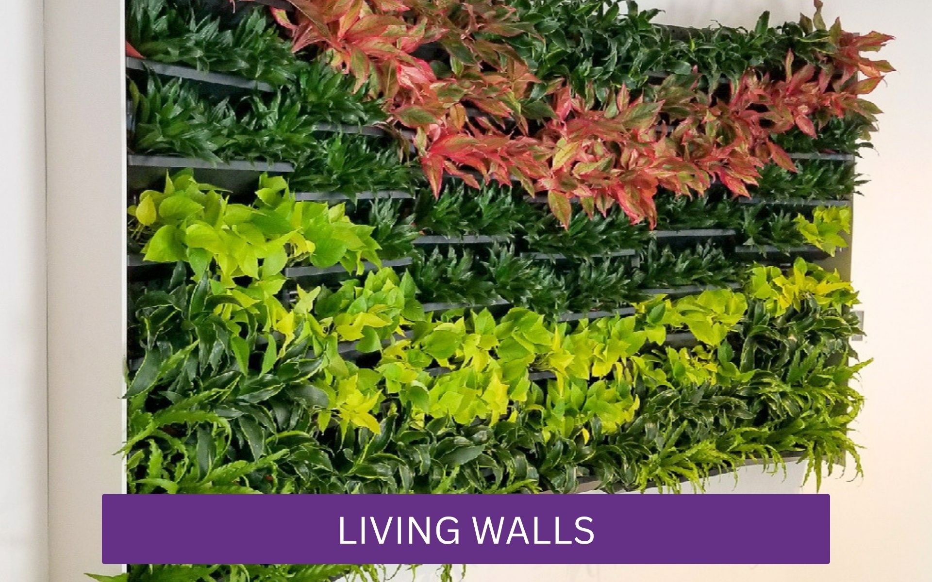 An assortment of live plants on wall as display.