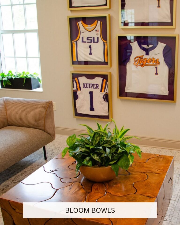 LSU Plants in Office