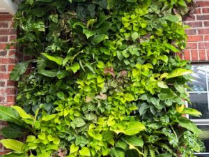 outdoor very large live green plant wall