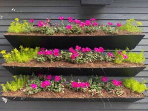 outdoor live green plant wall